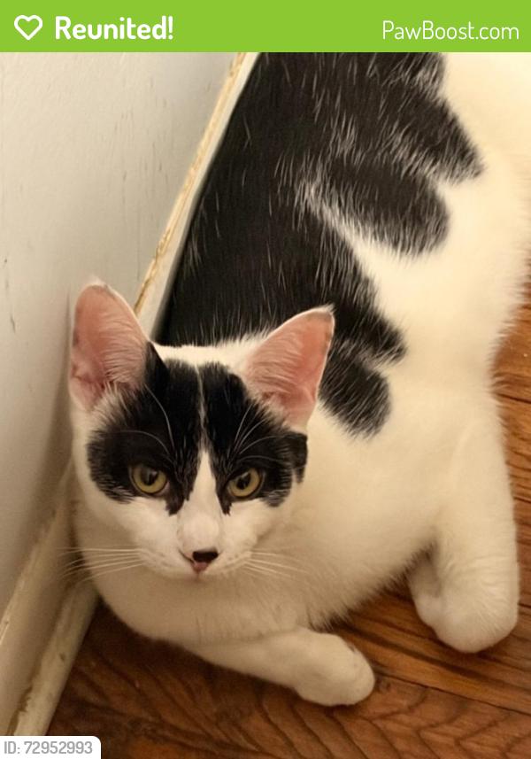 Reunited Male Cat last seen Wing Park, Elgin, IL 60123