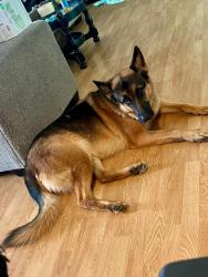 Reunited Male Dog last seen Roelee Street, Trinity, NC 27370