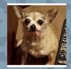 Reunited Female Dog last seen Doolittle St, San Antonio, TX 78211, USA, San Antonio, TX 78211