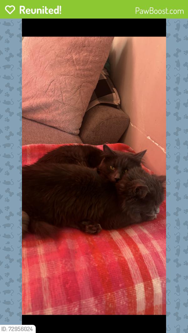 Reunited Female Cat last seen Medford st , Somerville, MA 02145