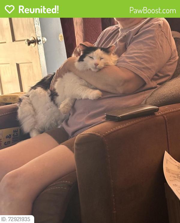 Reunited Female Cat last seen Tennyson , Hayward, CA 94544