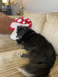 Lost Female Dog last seen Parking lot of the el office tower in mid town, Oklahoma City, OK 73103