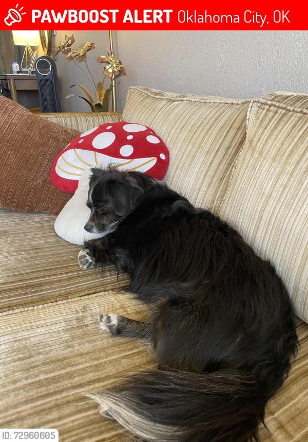 Lost Female Dog last seen Parking lot of the el office tower in mid town, Oklahoma City, OK 73103
