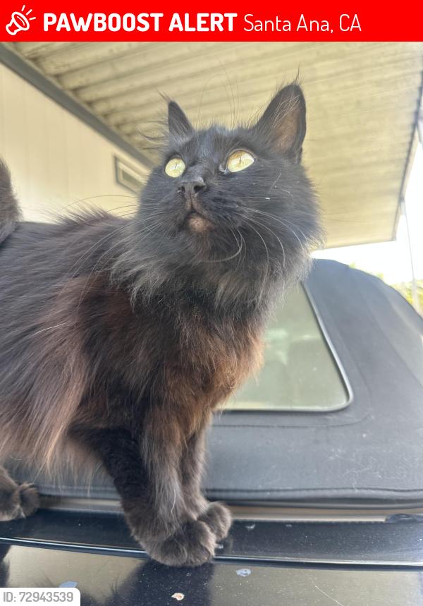 Lost Female Cat last seen Near queen lane Santa Ana , Santa Ana, CA 92704