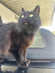 Lost Female Cat last seen Near queen lane Santa Ana , Santa Ana, CA 92704