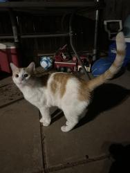 Found/Stray Unknown Cat last seen Geneva and 27th, Lubbock, TX 79410