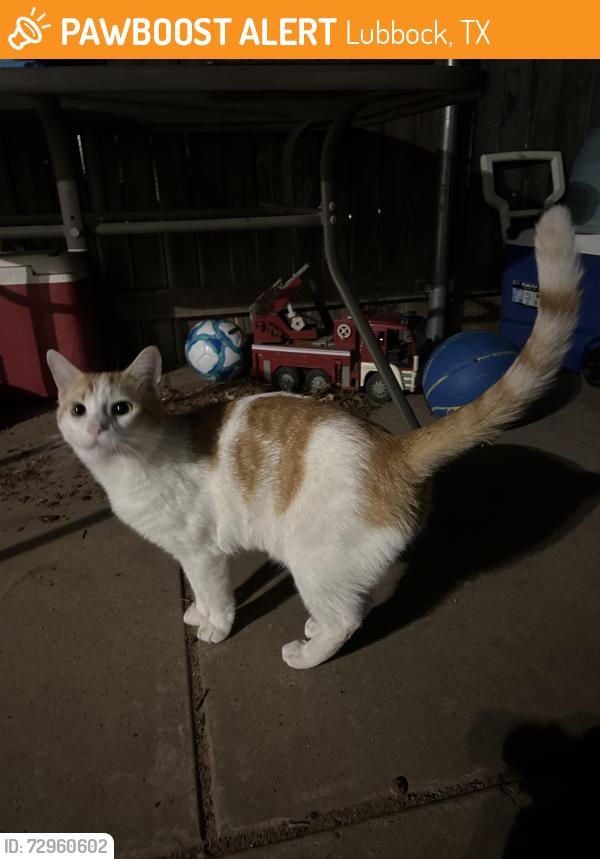 Found/Stray Unknown Cat last seen Geneva and 27th, Lubbock, TX 79410