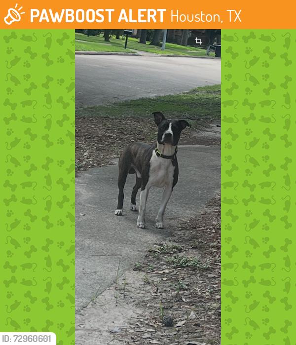 Found/Stray Male Dog last seen Inwood Forest - Birchcroft at Maple Tree, Houston, TX 77088