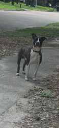 Found/Stray Male Dog last seen Inwood Forest - Birchcroft at Maple Tree, Houston, TX 77088