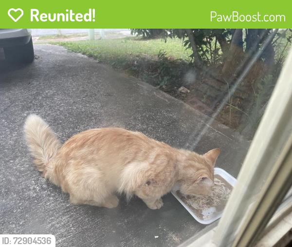 Reunited Male Cat last seen Magnolia park Drive Norcross , Norcross, GA 30071