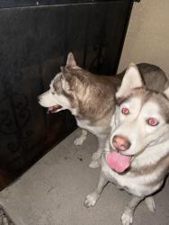 Reunited Unknown Dog last seen Academy and Burlison , Albuquerque, NM 87109