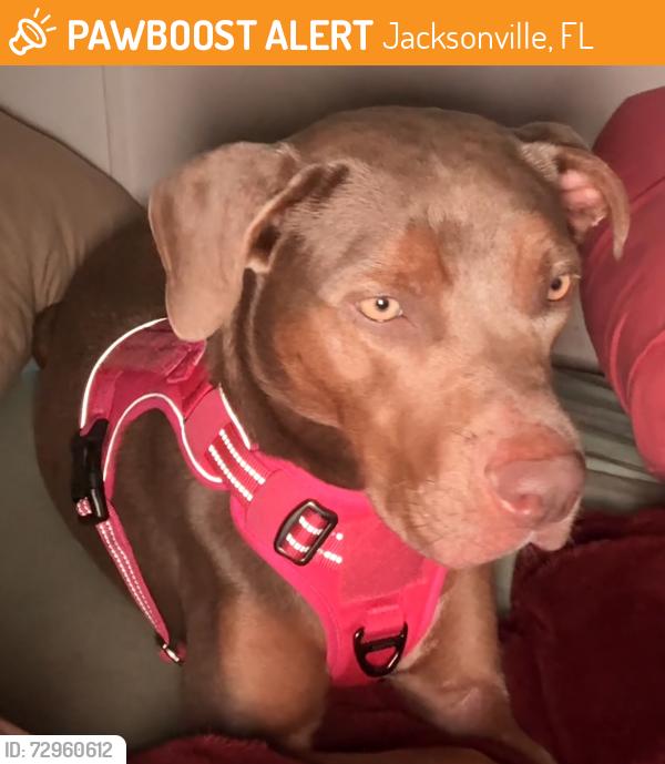 Found/Stray Female Dog last seen Kinkaid and Buttercup st, Jacksonville, FL 32210