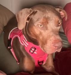 Found/Stray Female Dog last seen Kinkaid and Buttercup st, Jacksonville, FL 32210