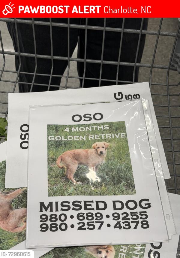 Lost Male Dog last seen Old little rock, Charlotte, NC 28214