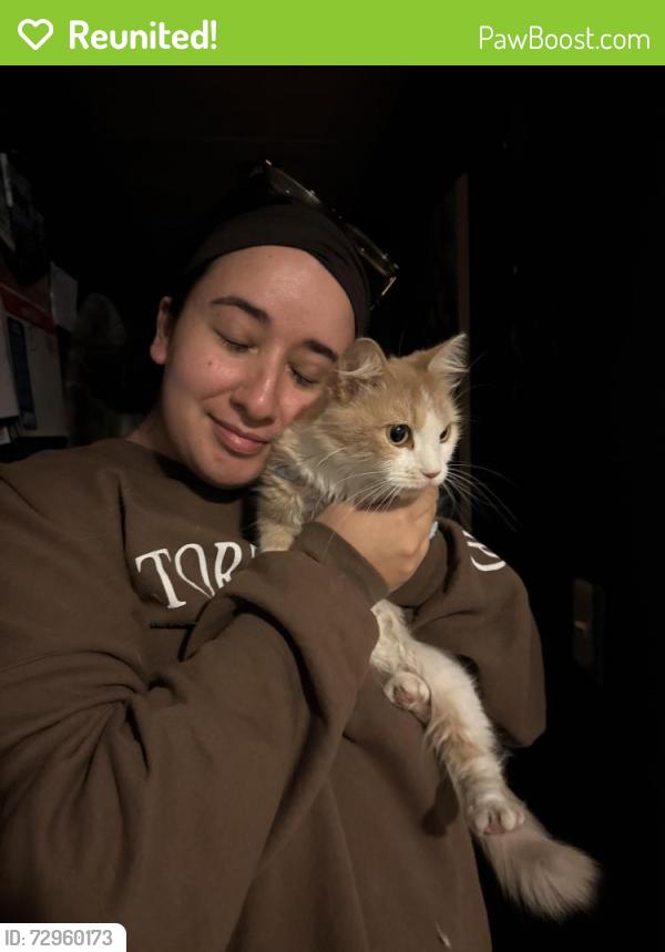 Reunited Female Cat last seen hse, Pembroke Pines, FL 33029