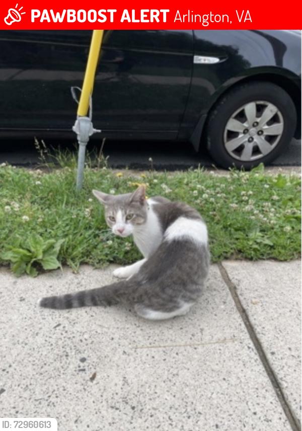 Lost Male Cat last seen Near george masón , Arlington, VA 22204