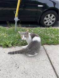 Lost Male Cat last seen Near george masón , Arlington, VA 22204