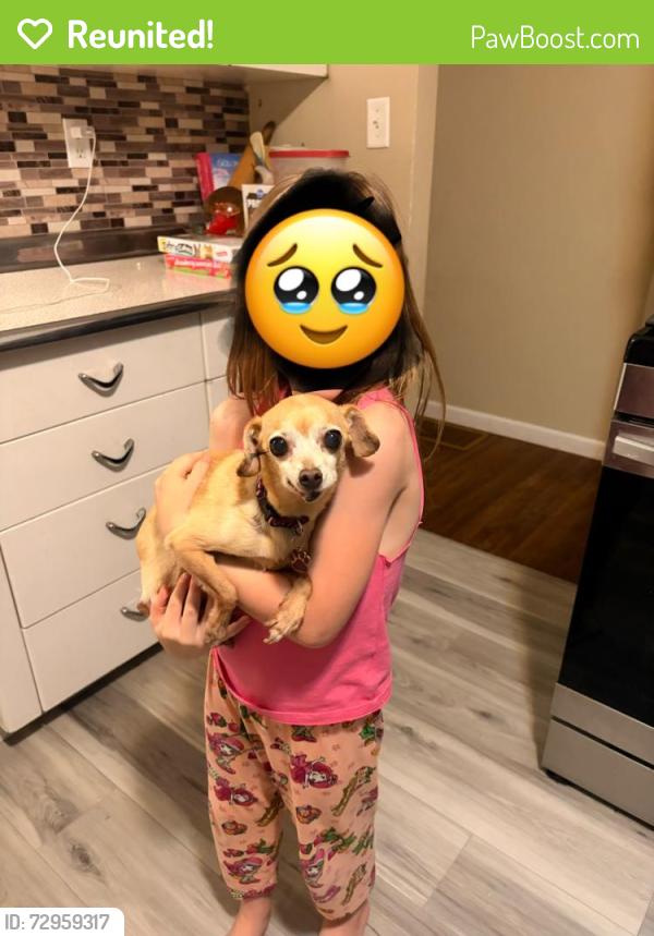Reunited Female Dog last seen Knoxville, Peoria, IL 61615