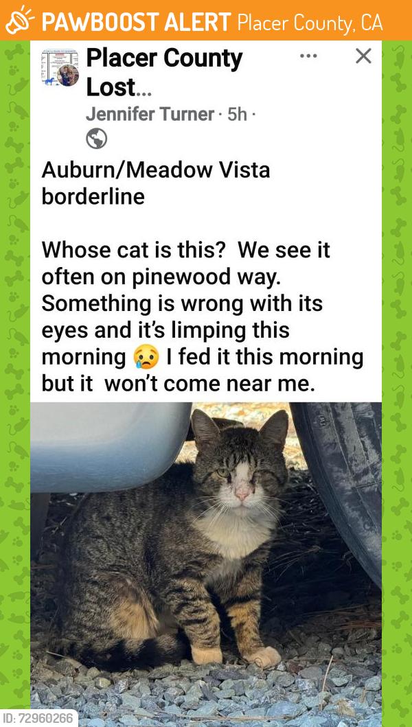 Found/Stray Unknown Cat last seen Bancroft, Placer County, CA 95722
