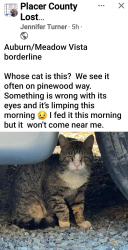 Found/Stray Unknown Cat last seen Bancroft, Placer County, CA 95722
