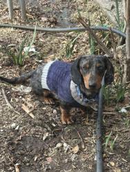 Reunited Male Dog last seen Near desert garden LN sw, Albuquerque, NM 87105