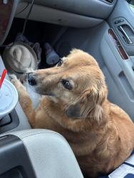 Found/Stray Female Dog last seen 3rd ave n., Texas City, TX 77590