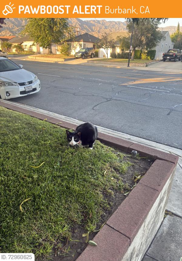Found/Stray Unknown Cat last seen Kenmere, Burbank, CA 91504