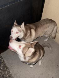 Reunited Unknown Dog last seen Calle San Blas NE, Albuquerque, NM 87109