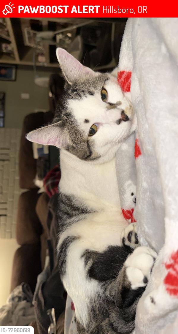 Lost Male Cat last seen New life baptist church, Hillsboro, OR 97123