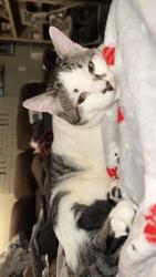 Lost Male Cat last seen New life baptist church, Hillsboro, OR 97123