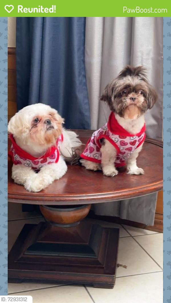 Reunited Male Dog last seen Geneva ln , Plano, TX 75075