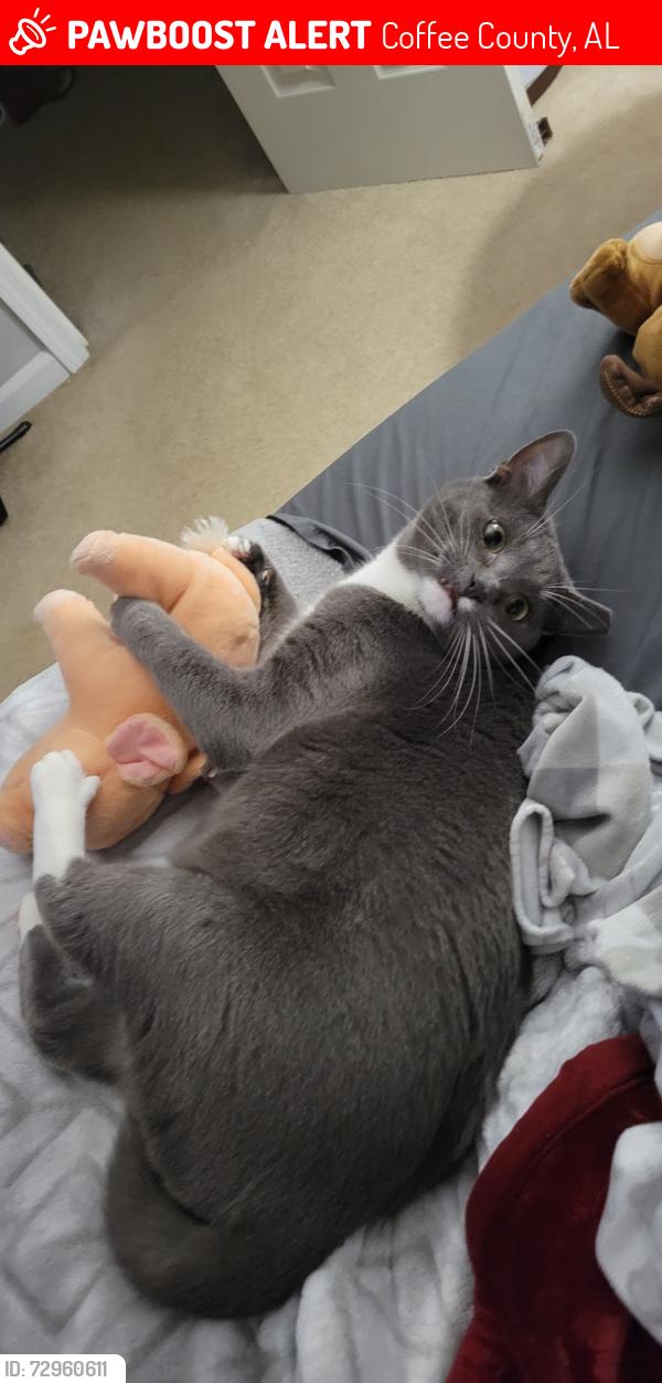 Lost Female Cat last seen County road 617, highway 134, and county road 533 intersection area, Coffee County, AL 36330