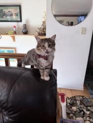 Lost Male Cat last seen Larson & Phillips Dr, Northglenn, CO 80233