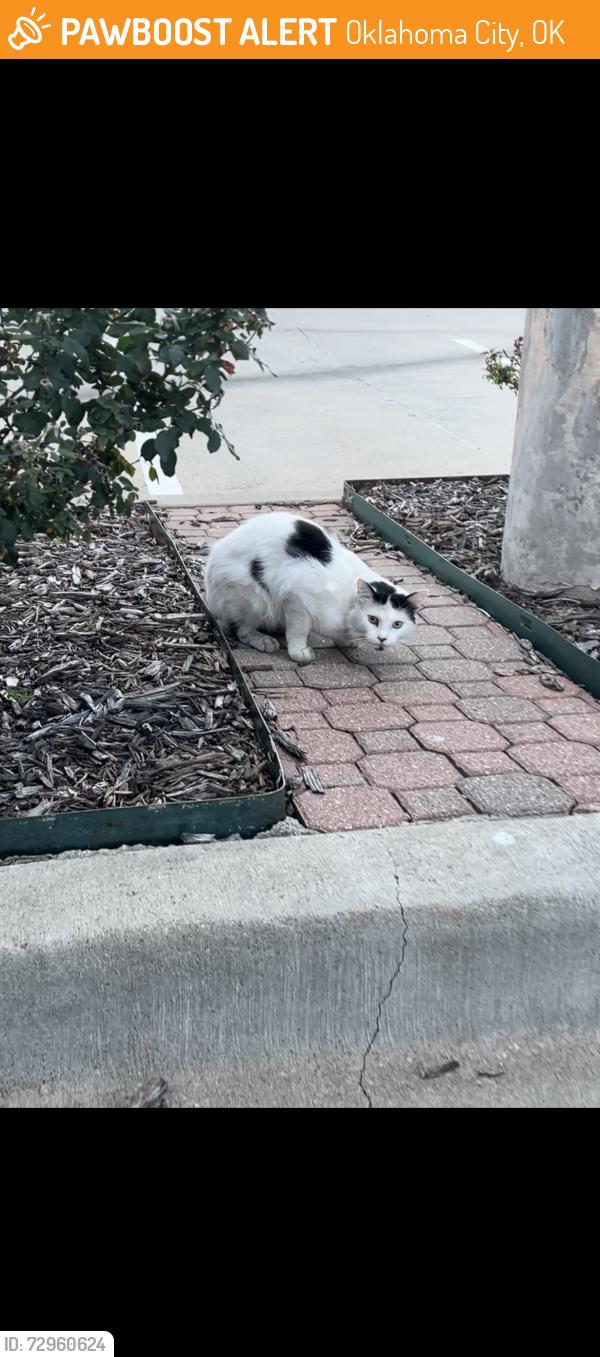 Found/Stray Female Cat last seen Jack n the box SE 29th st, Oklahoma City, OK 73110