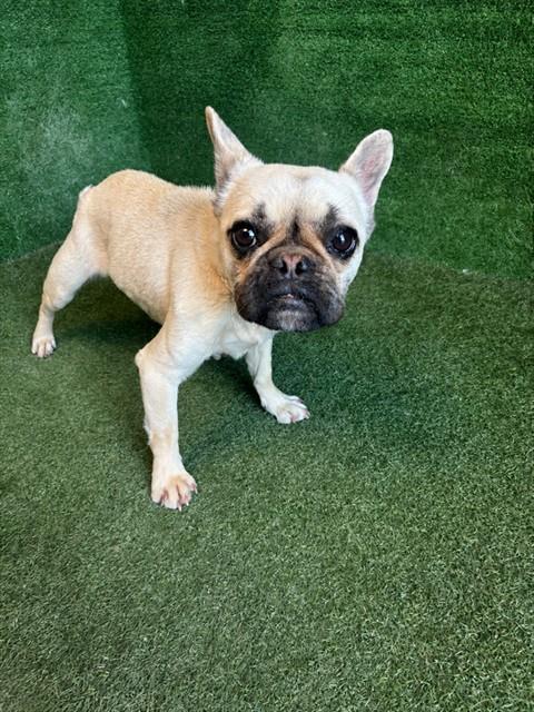 Shelter Stray Female Dog last seen , Quartz Hill, CA 93536