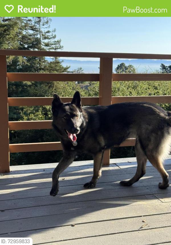Reunited Female Dog last seen North Oakland Sports Center, Oakland, CA 94611