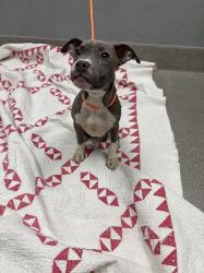 Shelter Stray Male Dog last seen Near BLOCK DOVER STRAIGHT ST, LAS VEGAS NV 89115, Las Vegas, NV 89101