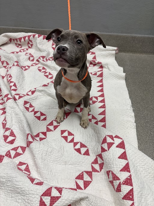 Shelter Stray Male Dog last seen Near BLOCK DOVER STRAIGHT ST, LAS VEGAS NV 89115, Las Vegas, NV 89101