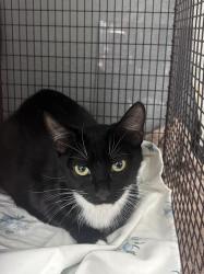 Shelter Stray Female Cat last seen Near BLOCK VEGAS DR, Las Vegas, NV 89101