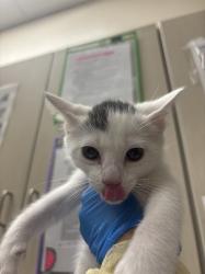 Shelter Stray Male Cat last seen Near BLOCK VEGAS DR, Las Vegas, NV 89101