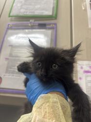 Shelter Stray Female Cat last seen Near BLOCK VEGAS DR, Las Vegas, NV 89101