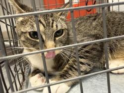 Shelter Stray Female Cat last seen Near BLK HENRY, Las Vegas, NV 89101