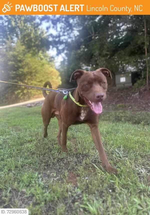 Found/Stray Male Dog last seen Lee moore and 150, Lincoln County, NC 28650