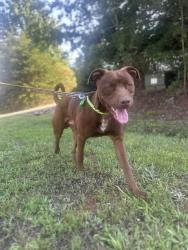 Found/Stray Male Dog last seen Lee moore and 150, Lincoln County, NC 28650
