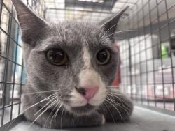 Shelter Stray Male Cat last seen Near BLOCK BUBBLING BROOK DR, LAS VEGAS NV 89107, Las Vegas, NV 89101