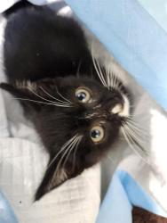 Shelter Stray Unknown Cat last seen Near BLOCK WAVERLY AVE, San Antonio, TX 78227