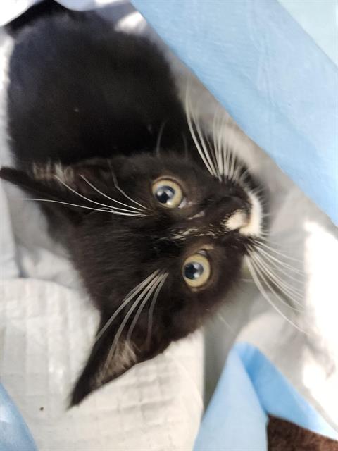 Shelter Stray Unknown Cat last seen Near BLOCK WAVERLY AVE, San Antonio, TX 78227