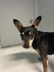 Shelter Stray Male Dog last seen H ST & 30TH ST, Sacramento, CA 95818