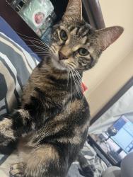 Lost Female Cat last seen Christ Temple Apostolic Faith Church, Richards St & 2nd Ave, Joliet, IL 60435