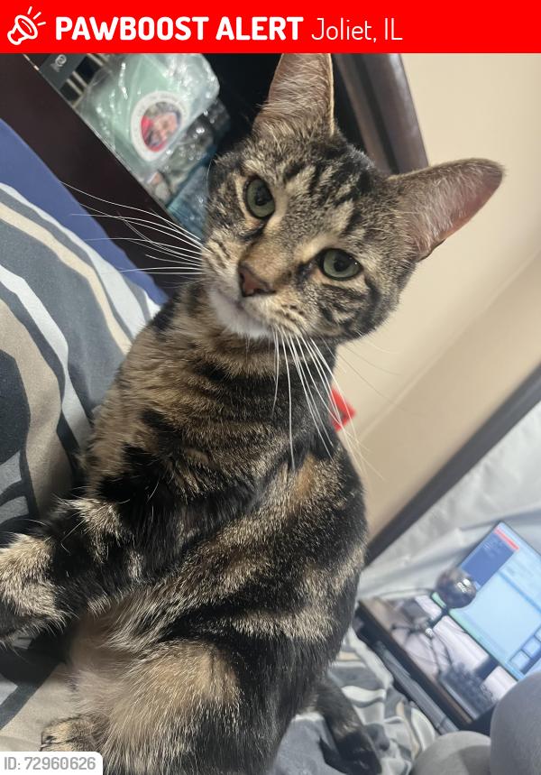 Lost Female Cat last seen Christ Temple Apostolic Faith Church, Richards St & 2nd Ave, Joliet, IL 60435
